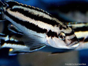 Melanochromis melanopterus 'Likoma Island'